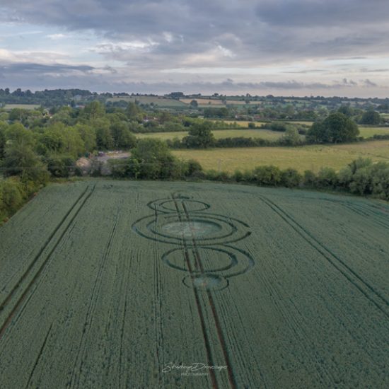 Hooper's Wood, Dilton Marsh, Wiltshire. Reported 11th June.