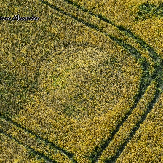 Marden Copse, Chirton, Wilts | 7th Sept 2020 | Mustard Seed? | OH3 Marden Copse, Chirton, Wilts | 7th Sept 2020 | Mustard Seed? 1.-Marden-Copse-Chirton-Wilts-07-09-20-OH